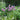 Allium - Globemaster