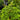 Aruncus - Dwarf Goatsbeard Noble Spirit