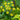Golden Alexanders