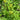 Golden Alexanders