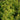 Barberry - Golden Nugget