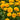 Coreopsis - Solanna Golden Sphere