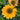 Coneflower - Sombrero Granada Gold
