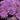 Beebalm - Grand Parade