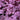 Coral Bells - Grande Amethyst