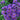 Aster - New England Grape Crush