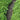 Japanese Spurge - Green Carpet