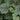 Coral Bells - Green Spice