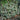Coral Bells - Green Spice