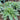Hosta - Halcyon