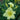 Daylily - Happy Returns