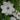 Clematis - Henryi