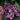 Coral Bells - Grande Amethyst