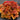 Coral Bells - Northern Exposure Amber