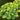 Coral Bells - Northern Exposure Lime