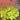 Coral Bells - Northern Exposure Lime