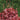 Coral Bells - Northern Exposure Red