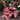 Foamy Bells - Peach Tea