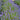 Lavender - Hidcote Blue