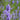 Lavender - Hidcote Blue