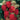 Raspberry - Himbo Top