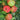 Apple - Honeycrisp Dwarf