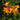 Honeysuckle - Mandarin