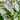 Hosta - Amazone