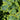 Hosta - Frances Williams