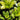 Hosta - Lemon Snap