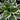 Hosta - Minuteman