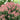 Hydrangea - Little Quick Fire