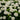 Hydrangea - Annabelle Smooth