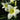 Daylily - Ice Carnival