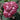 Hydrangea - Invincibelle Ruby