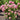 Hydrangea - Invincibelle Ruby