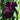 Bearded Iris - Neptune's Wine