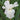 Bearded Iris - Immortality