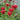Beebalm - Jacob Cline