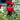 Beebalm - Jacob Cline