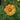 Coreopsis - Tickseed Jethro Tull