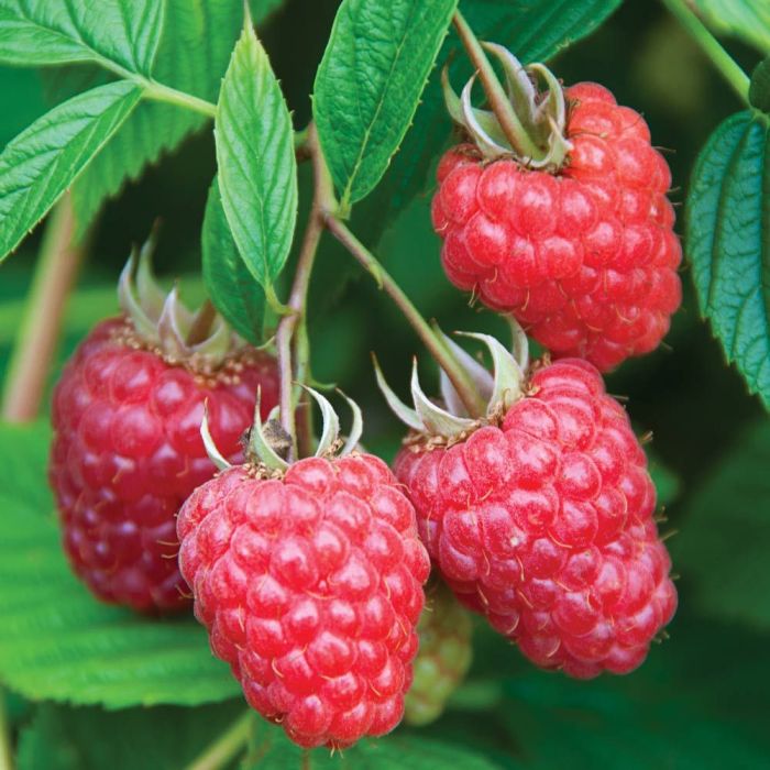 Jim Bean Raspberry Raspberry - Joan J – SheyWest