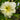Daylily - Joan Senior