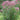 Joe Pye Weed