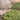 Sedum - John Creech