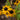 Black Eyed Susan - Goldblitz