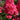 Phlox - Super Ka-Pow Coral