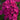 Phlox - Super Ka-Pow Fuchsia