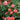 Rose - Knock Out Coral