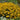Black Eyed Susan - Goldblitz